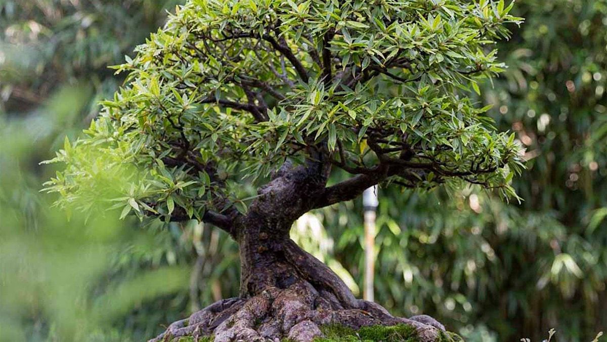 Bonsai Society Meeting - Everything Ficus Trees, 4 April | Event in Phoenix | AllEvents