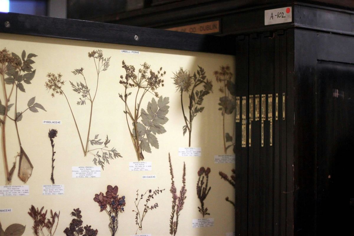 Behind the Scenes at the National Herbarium, National Botanic Gardens
