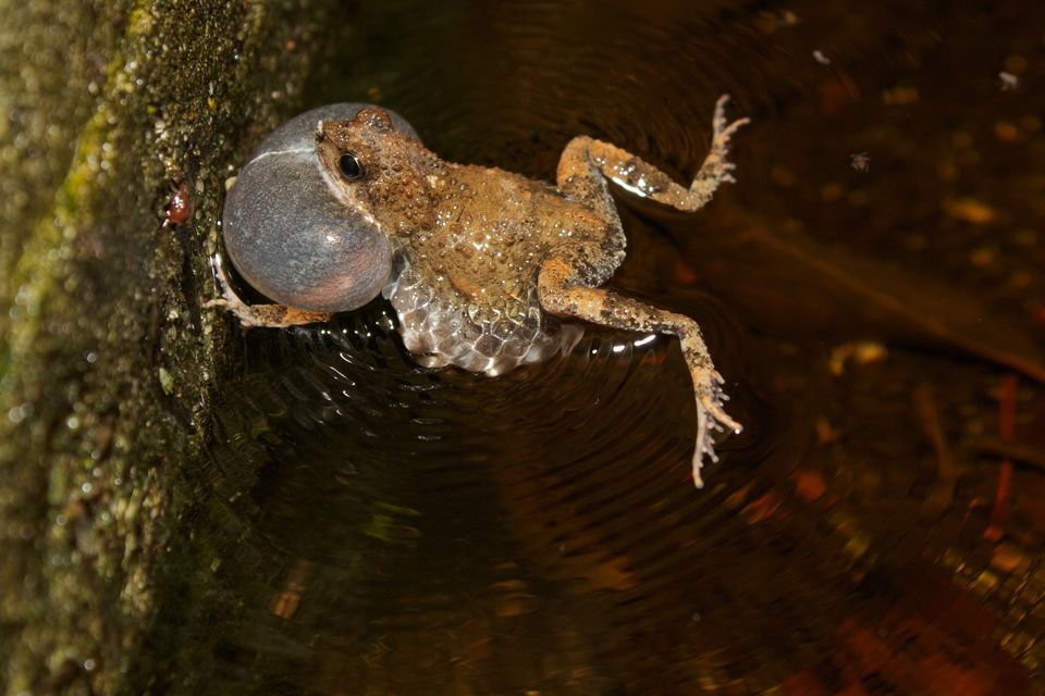 Animals Of NH Frogging By Ear Prescott Farm Environmental Education 
