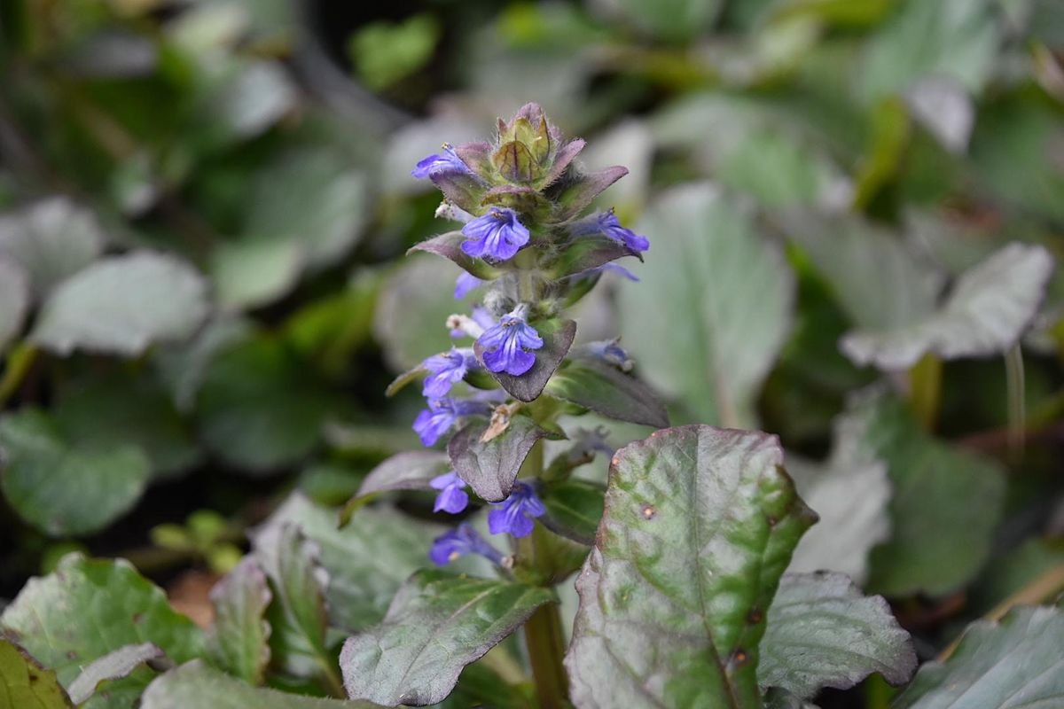 Goodwood Gardens Spring Plant Sale, Goodwood Museum & Gardens