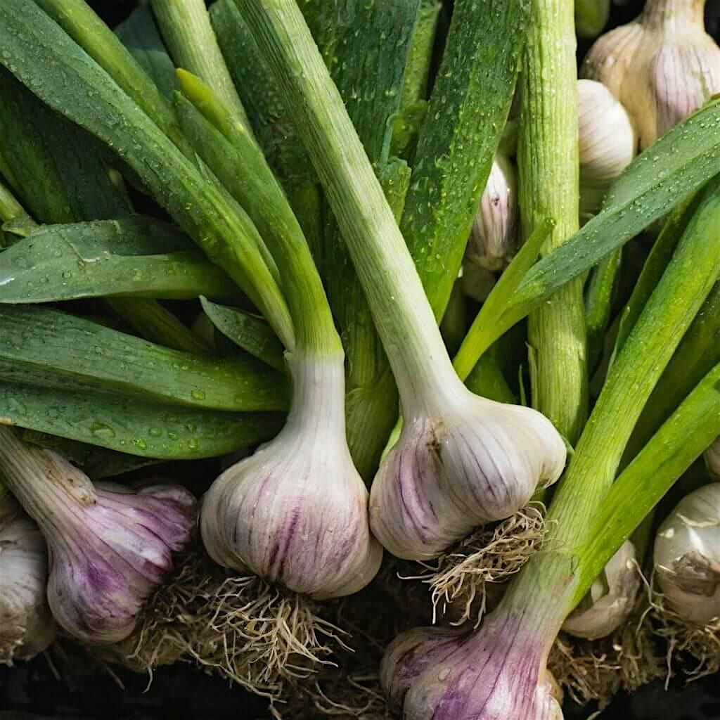 Garlic 101, 12 September | Event in Sparks | AllEvents