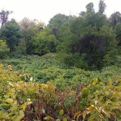 Tree Planting along Mill Creek Riparian Buffer and Reforestation