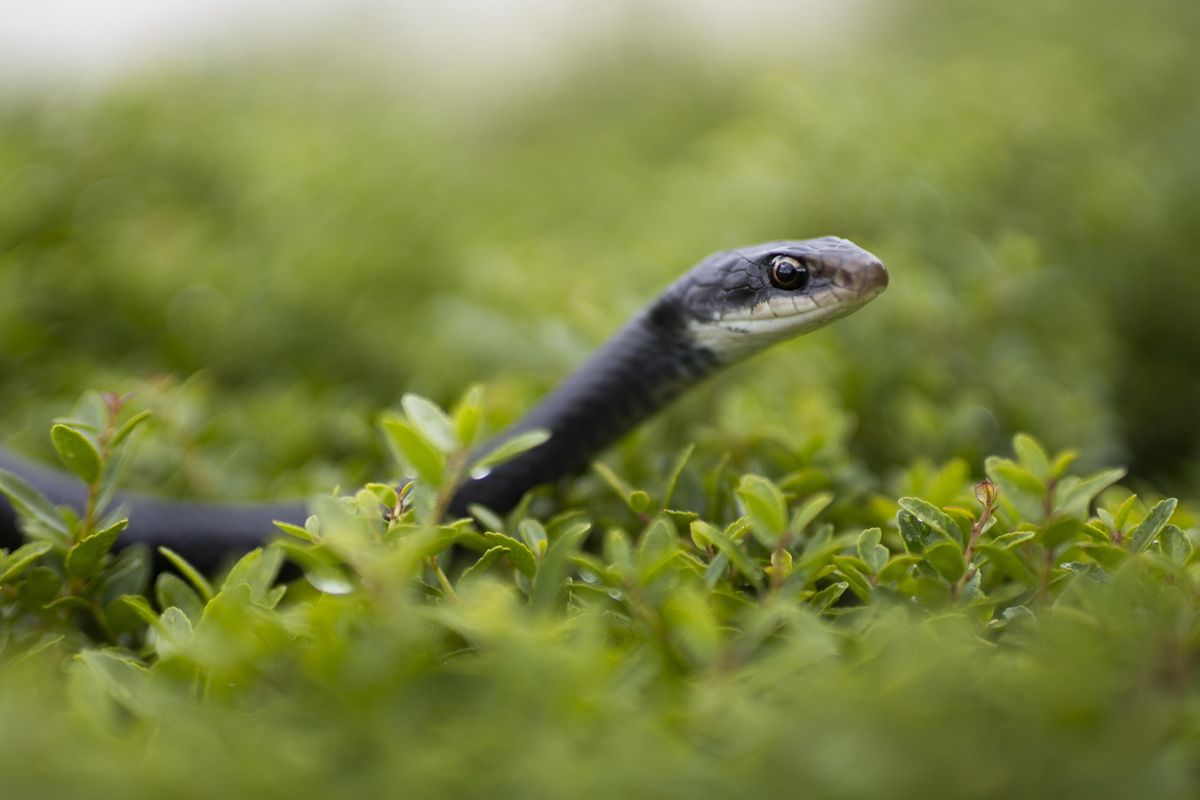Snakes of Southwest Florida, UF/IFAS Manatee County Extension Office
