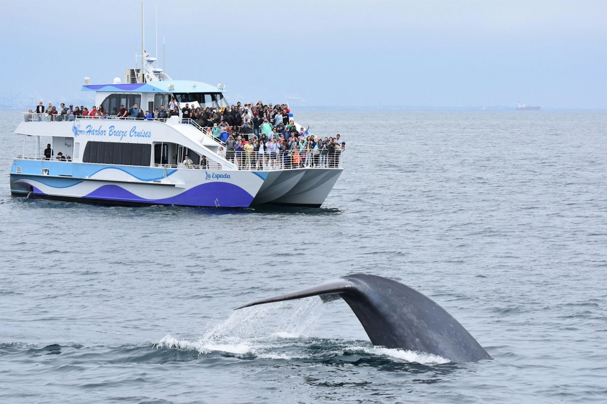 Weekday Long Beach Whale Watch and Dolphin Tour | Event in Long Beach | AllEvents