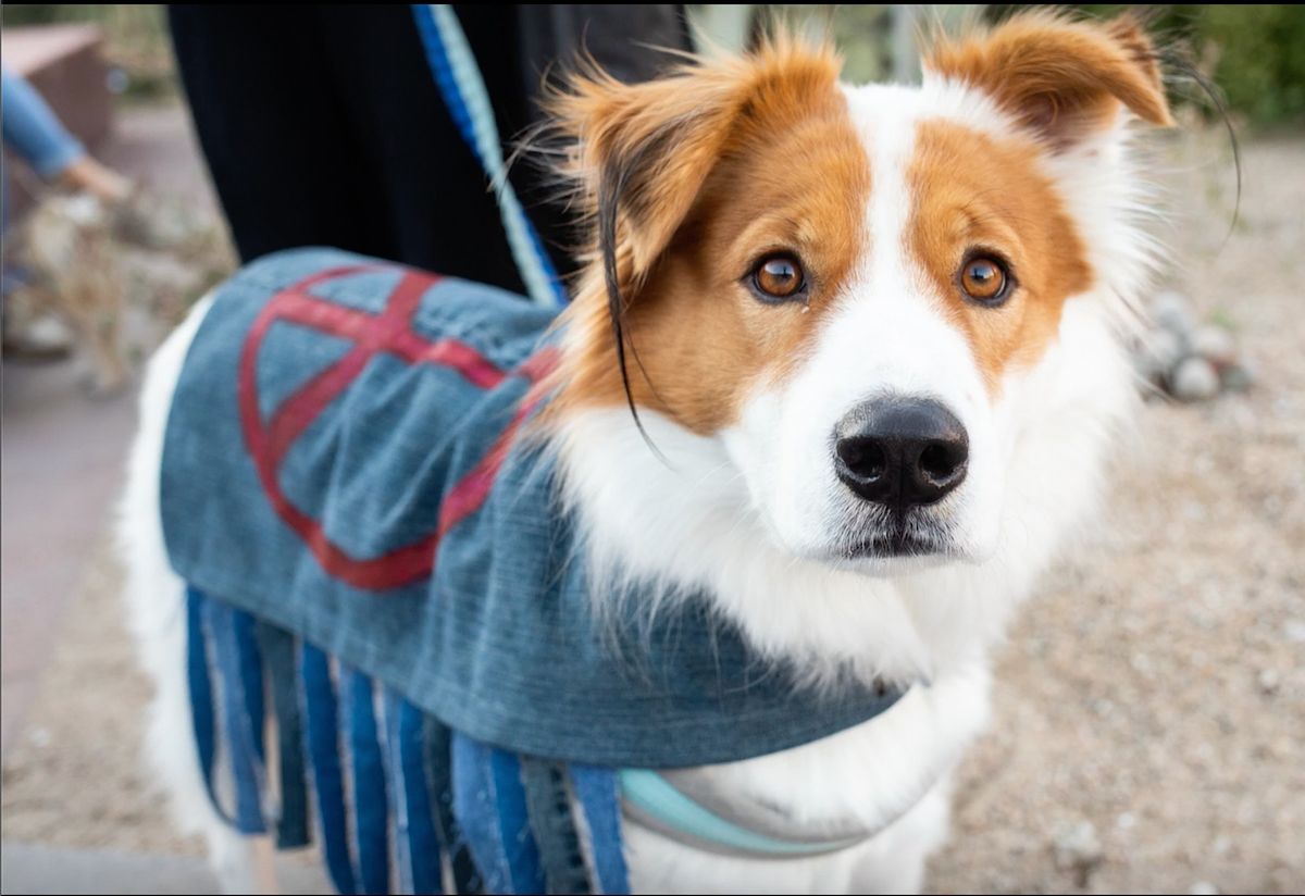 Dogs N Denim Annual Dog Fashion show "Mutt Gala", UA Mall, Tucson