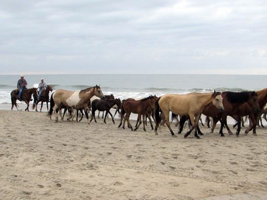 2022 Pony Beach Walk Chincoteague National Wildlife Refuge July 27 2022 Allevents In Chincoteague Events 2022