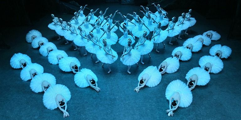 Het grootste Zwanenmeer, 20 September | Event in Groningen | AllEvents.in