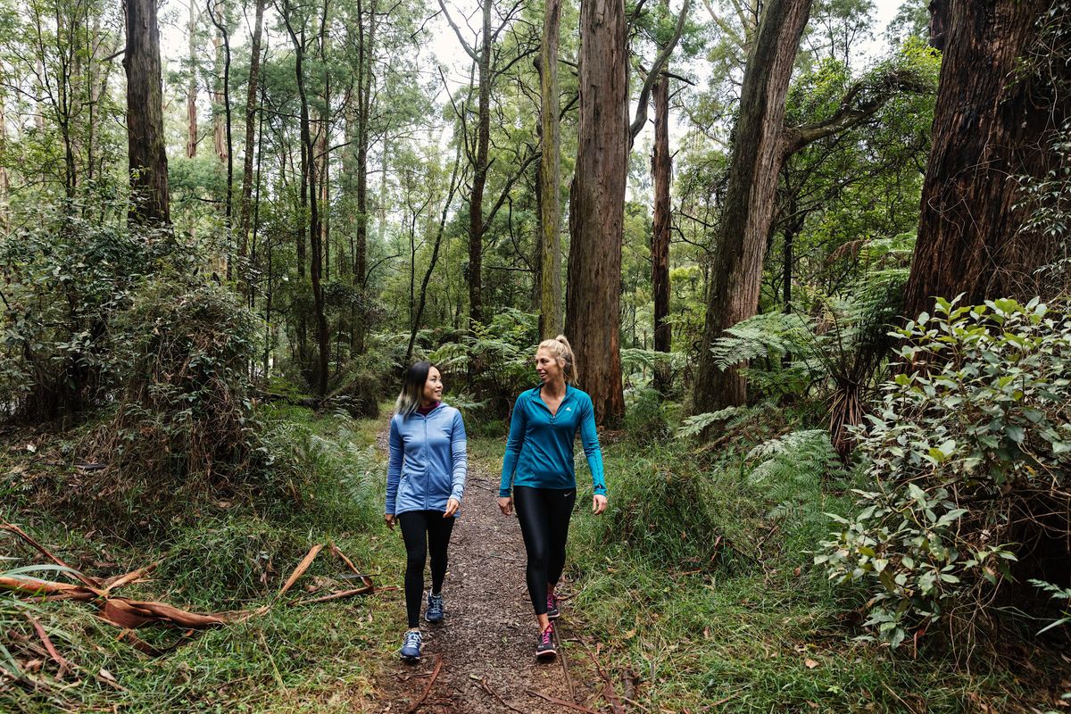 Dandenong Ranges Park Walk, Grants Picnic Ground, Kallista, January 26
