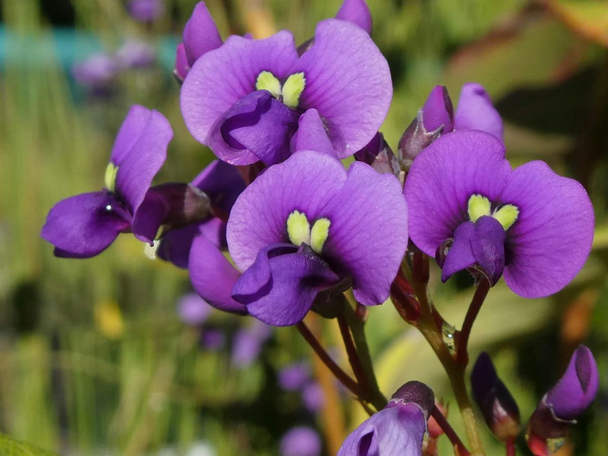 Eric Mobbs Bushcare Group (4th Sunday of the month 10am - 1pm) | Event in Castle Hill | AllEvents