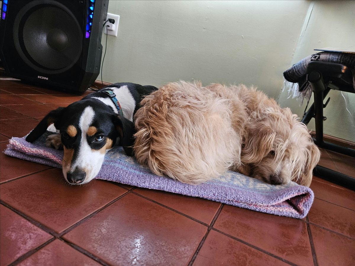 Monthly Community Yoga