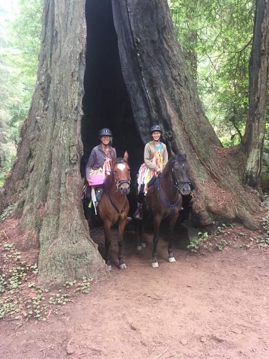 Aerc Redwood Endurance Ride Redwood National And State Parks Nps Orick August 13 2022 Allevents In Aerc Ride Calendar 2022