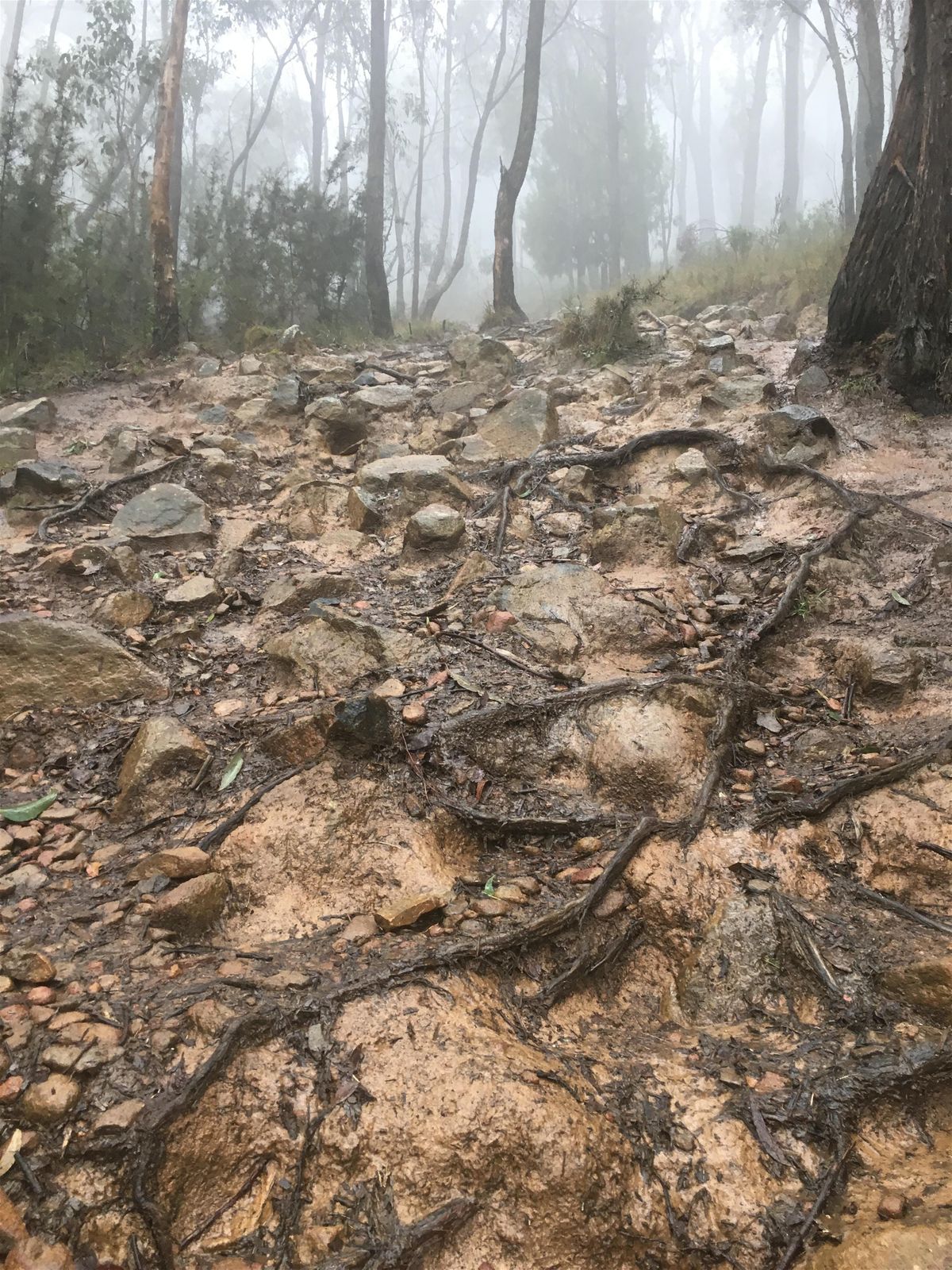 Glasgow Tk Via Doongalla Forest Hike On The 12th Of Jan 2020 At