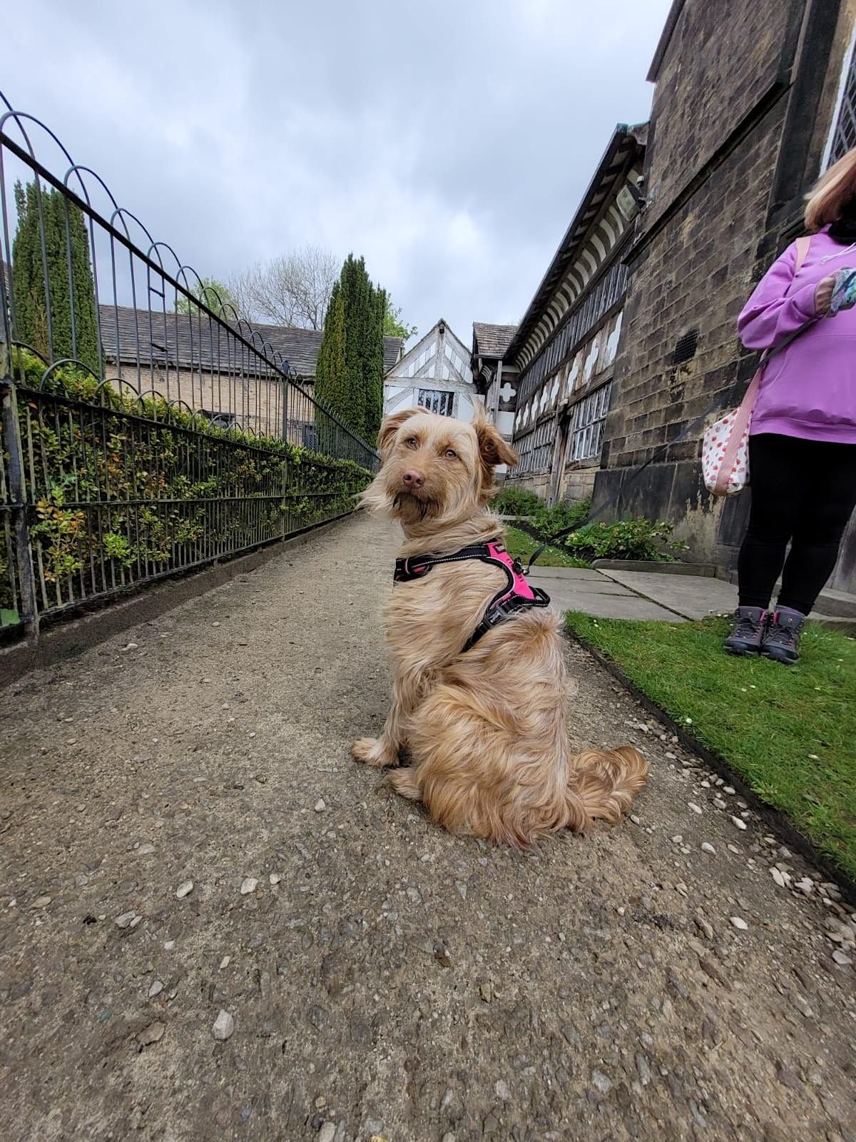 fun-dog-show-at-smithills-hall-smithills-hall-bolton-14-may-2023