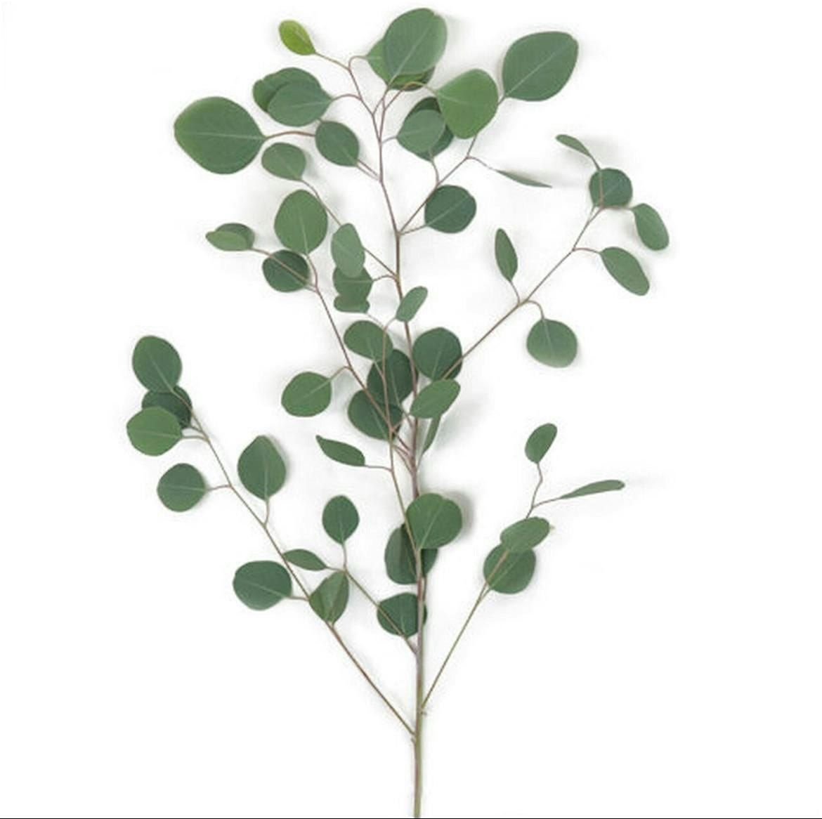 Crepe Paper Eucalyptus Branches, 17 January | Event in Petaluma | AllEvents