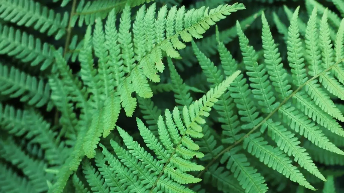 Bastian Bell, Noel in Ciudad de México, 13 December | Event in Ciudad de México | AllEvents