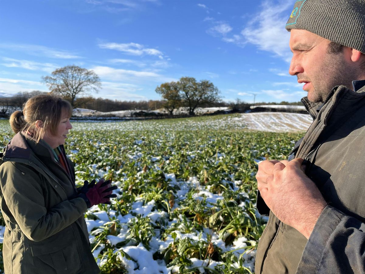 Forage for Thought; Innovations in outwintering at the Deeside Monitor Farm, 3 December | Event in Torphins