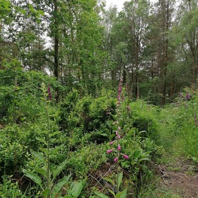 Moss Valley Woodlands User Forum Walkabout Meeting