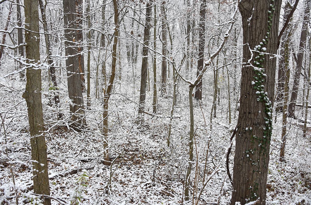 Wandering Woods Solstice Walk, Allerton Park & Retreat Center