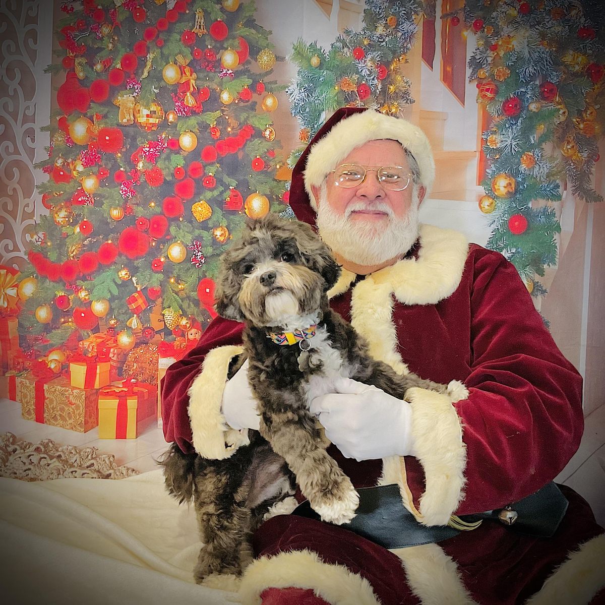 Pet Pics With Santa In San Francisco Nov 25th Expert Pet San pet-pics-with-santa-in-san-francisco-nov-25th-expert-pet-san