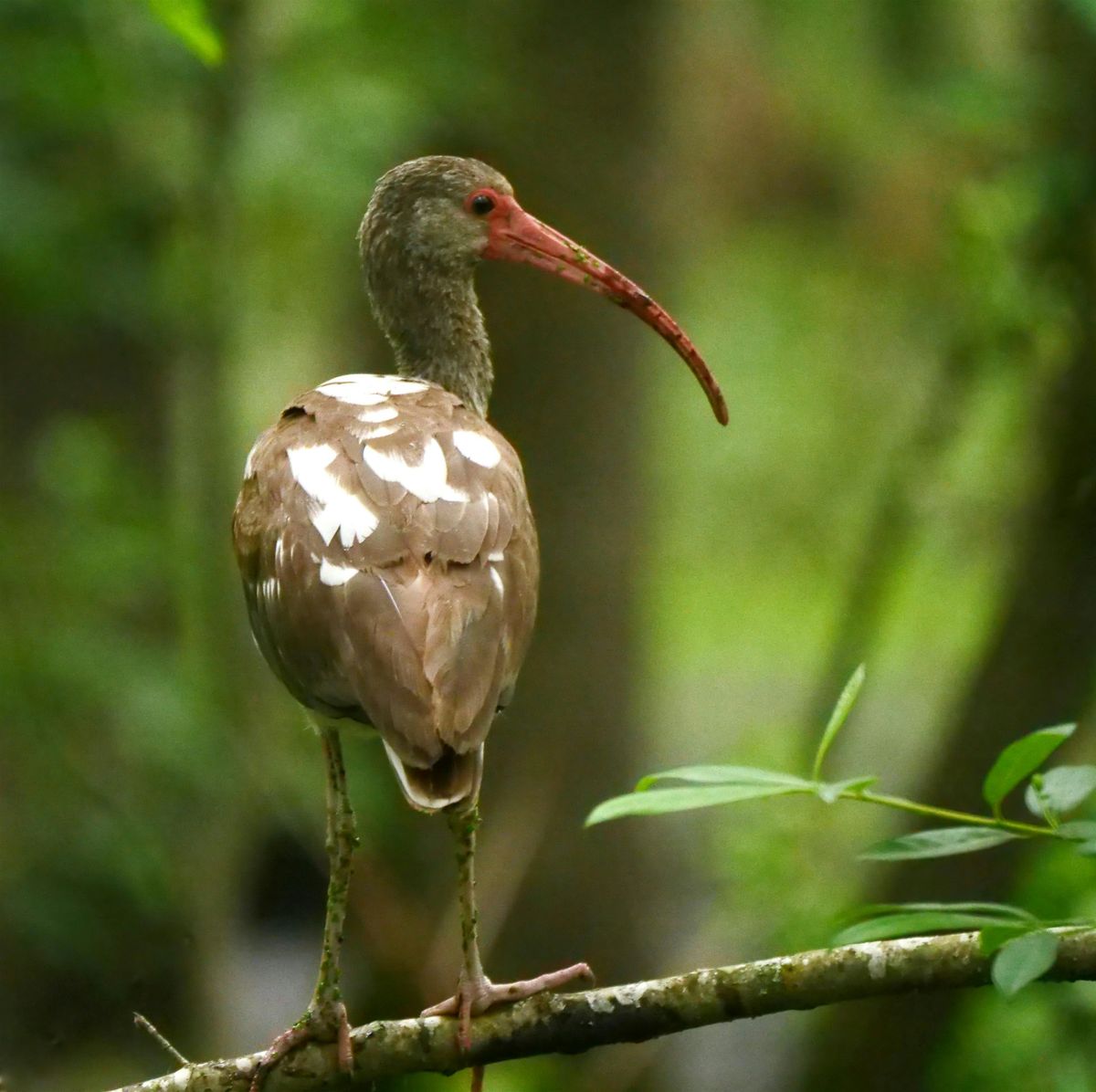 Birding Basics @ Hilltop Arboretum - Evening Class (Fall 2026), Hilltop ...
