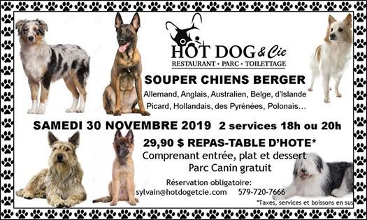 Berger Des Pyrénées Bdp Toilettage