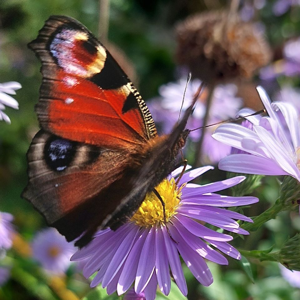 Der insektenfreundliche Garten, Wertachwiese Gemeinschaftsgarten