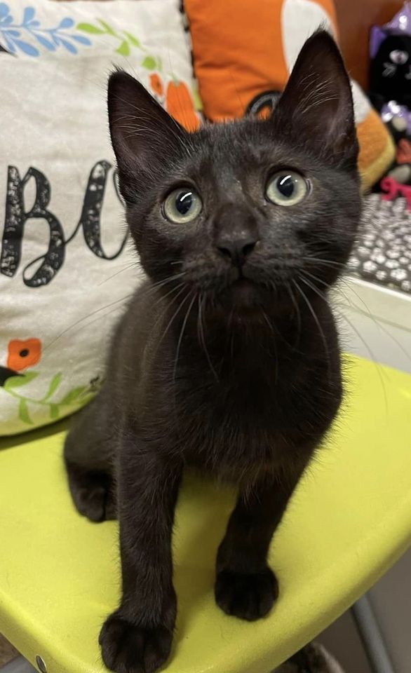 PetSmart Kitten Meet & Greet, PetSmart (Seal Beach, CA), 29 October