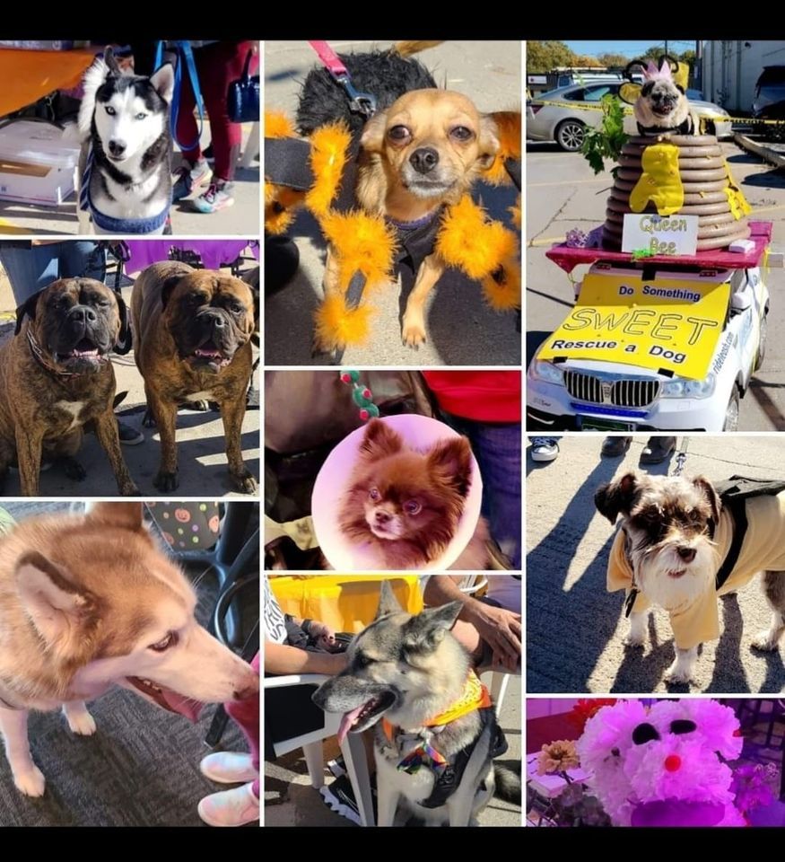 2nd Annual Wag-O-Ween Boo Bash, Therapy Bar and Grill, Omaha, October 8 2022 | AllEvents.in | AllEvents.in 2nd Annual Wag-O-Ween Boo Bash, 8 October | Event in Omaha | AllEvents.in