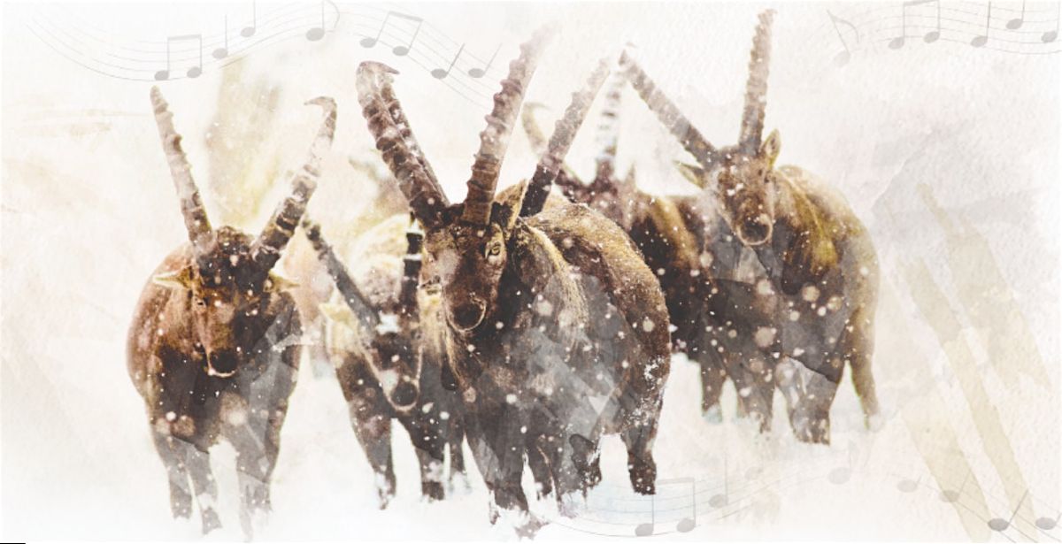 NOTE DI NEVE, VOCI DEL PARCO AL MUSEO, 3 December | Event in Torino | AllEvents