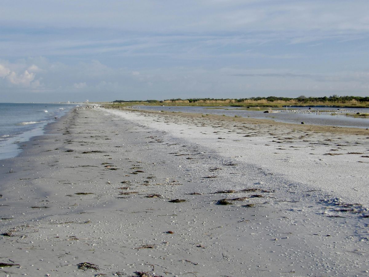 "Shorebirds & Seashells"- guided beach walk | Event in Tierra Verde | AllEvents