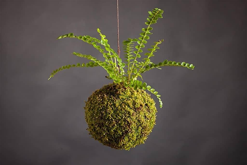 Kokedama Workshop, 13 December | Event in Washington | AllEvents