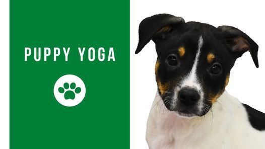 Puppy Yoga Lambs Farm Libertyville September 15 2021 Allevents In Lambs Farm Craft Fair 2022