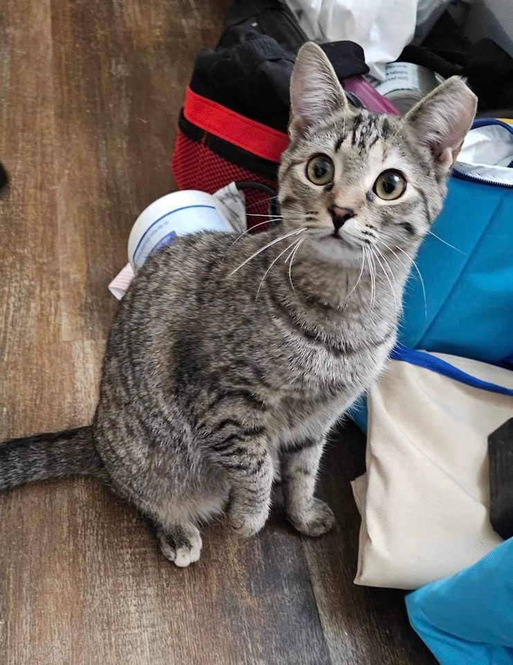 Caterday Adoptions PetSmart Fort Jackson, 4400 Fort Jackson Blvd, Columbia, SC 292091006