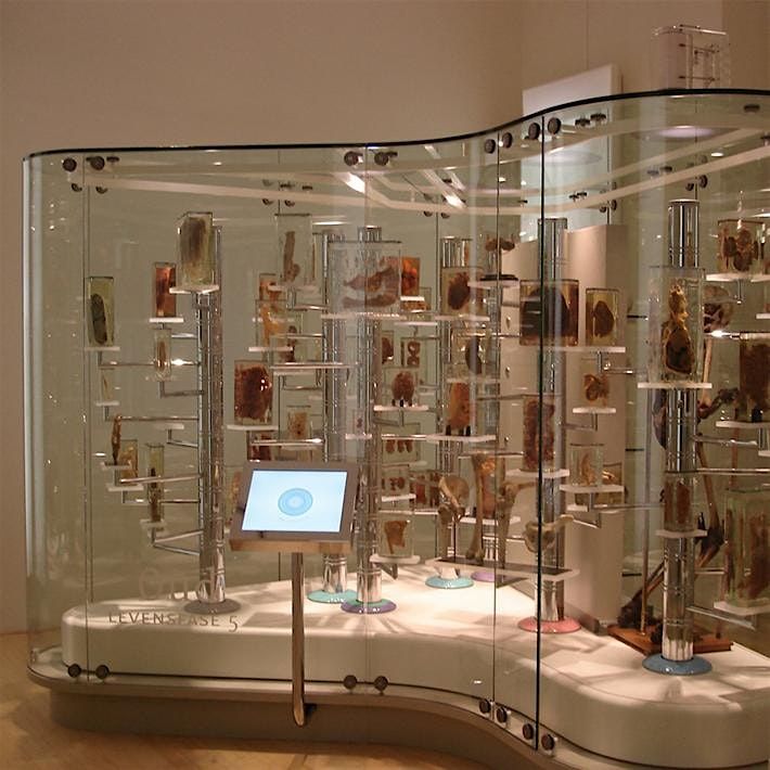 Anatomisch Museum (Entree 11:00)