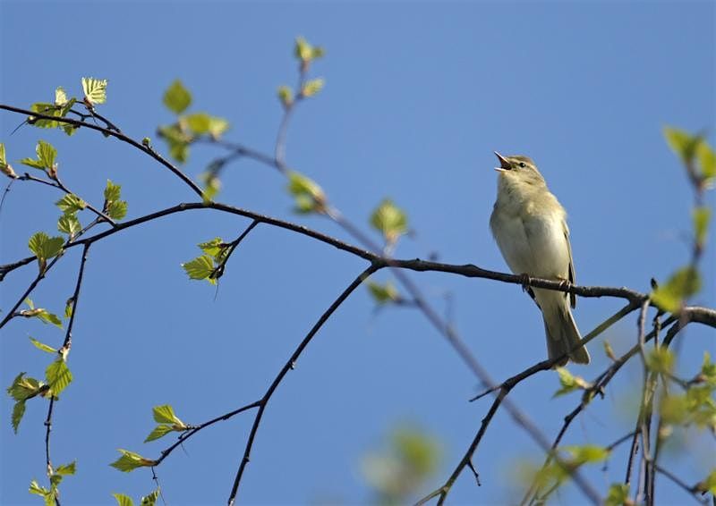 Great Fen Dawn Chorus Guided Walk, 9 May | Event in Huntingdon | AllEvents