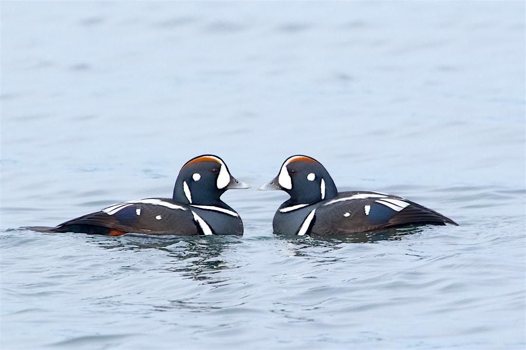 Sunday Morning Bird Walk: Semiahmoo Park, 11 January | Event in Blaine | AllEvents