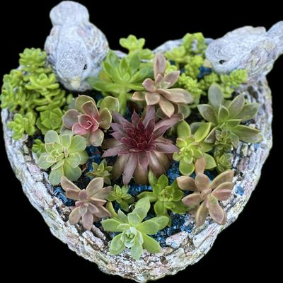 ILovetus Succulents Plant Shop logo