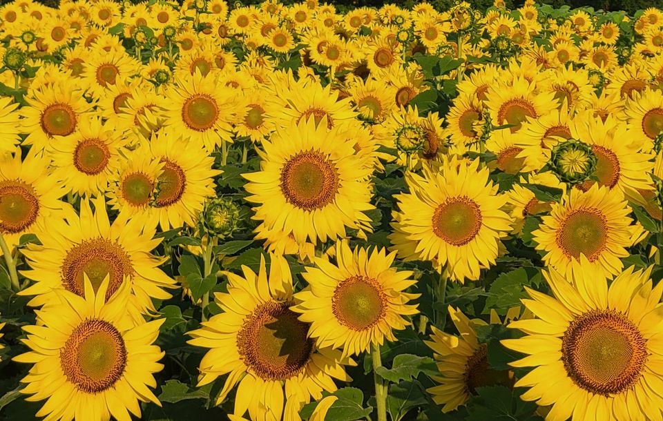 Flower Festival Sunflowers & Zinnias, Arrowhead Farmstead, Freehold