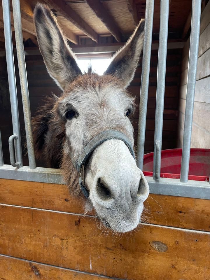 St. Patricks Pints & Ponies, 375 Madrid Road, Waynesboro, VA, United