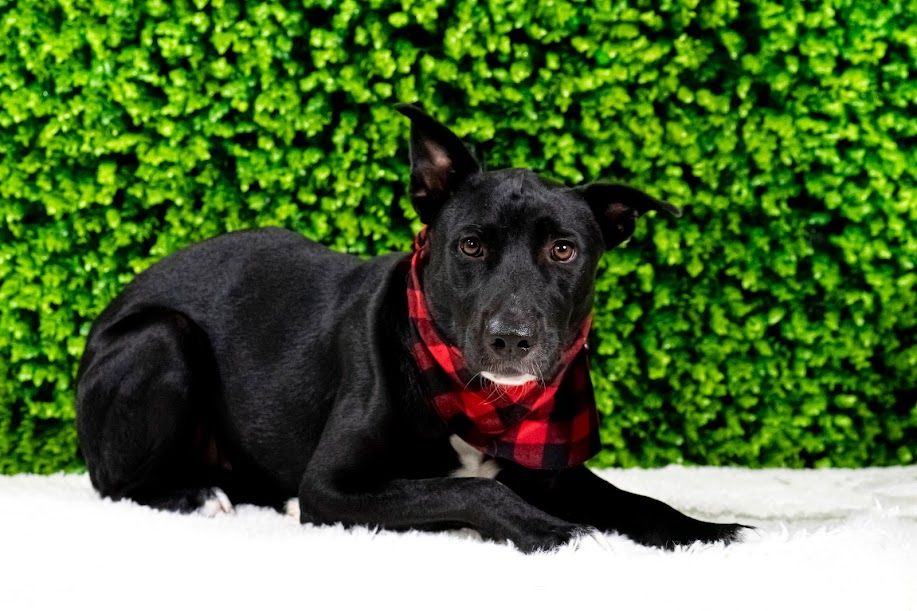 HUGS at Petsmart , PetSmart (Omaha, NE), Boys Town, January 13 2024