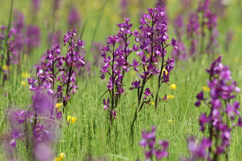 Wildlife & Wellness Walk La Blinerie Orchid field, St Clements Golf