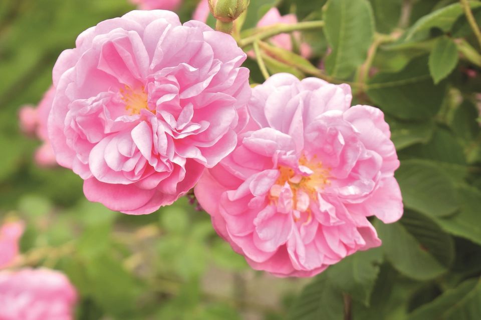 zauberhafte Rose, TAOASIS GmbH (Lage), Schloß Holte