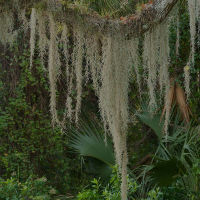 Tree Moss Hawai'i logo