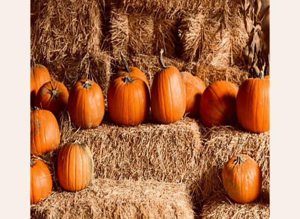 Arbutus Meadows Fall Harvest Festival , Arbutus Meadows Farm, Nanoose