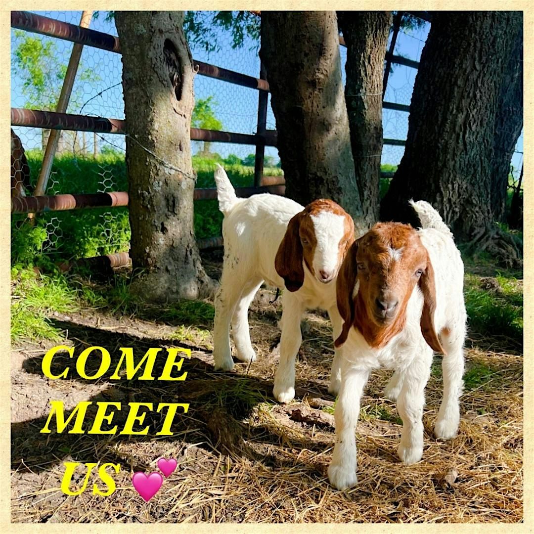 Candle Making Workshop & pet Cute GOATS