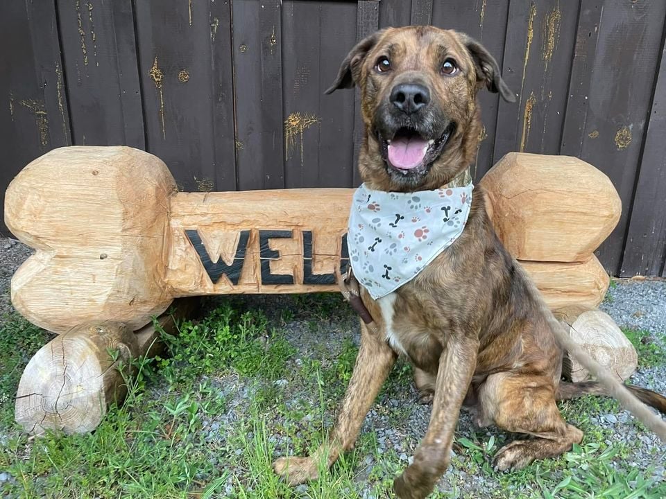 PET EXPO Boonville Farmers Market, Boonville Area Farmer's Market