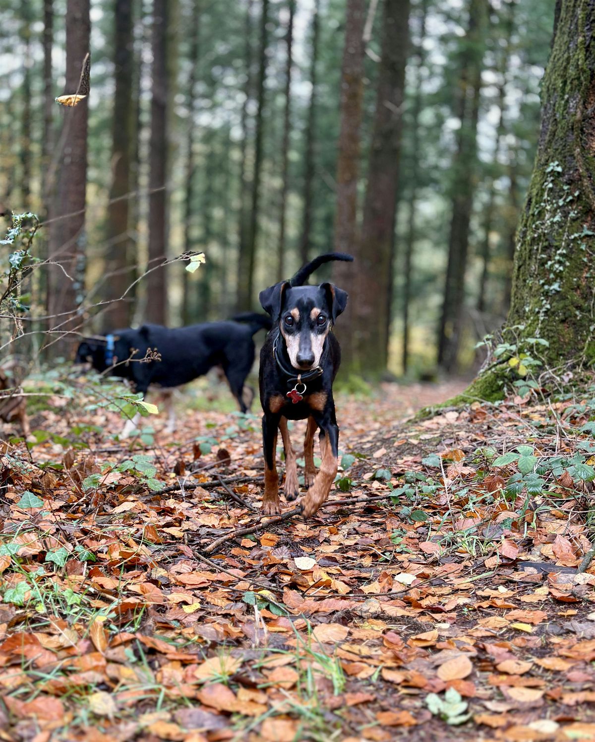 Waggy Walk at Stoke Woods, 11 December | Event in Exeter | AllEvents