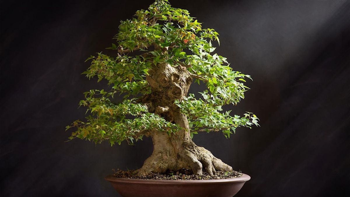 Bonsai Society Meeting - Deciduous Trees and Spring Maintenance, 21 February | Event in Mesa | AllEvents