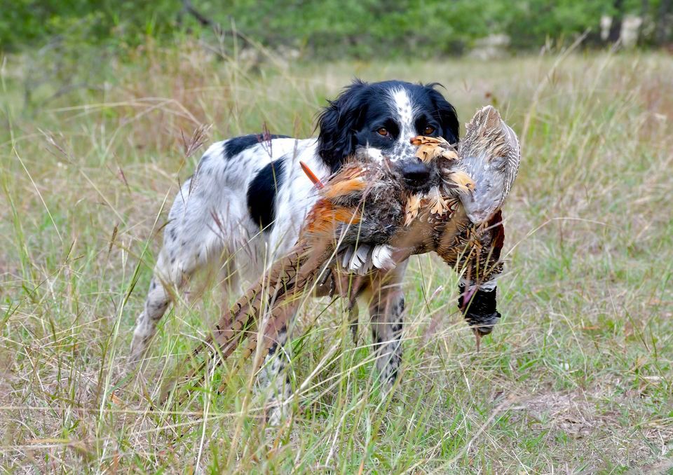 AKC Spaniel Fall Hunt Test , Bad Habit Gundogs, Saint Jo, 16 December ...