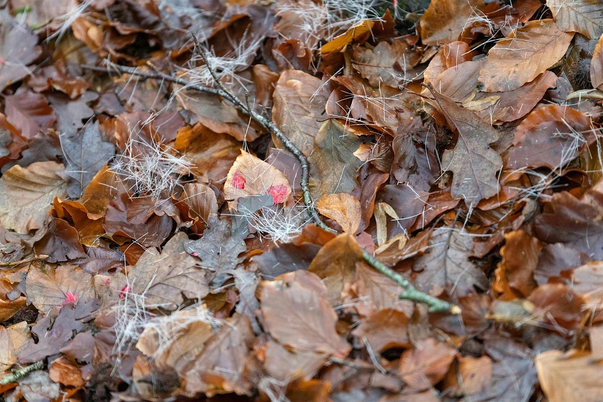 "Anschuss-Seminar" mit Dennis Möller, 28 March | Event in Oeversee | AllEvents